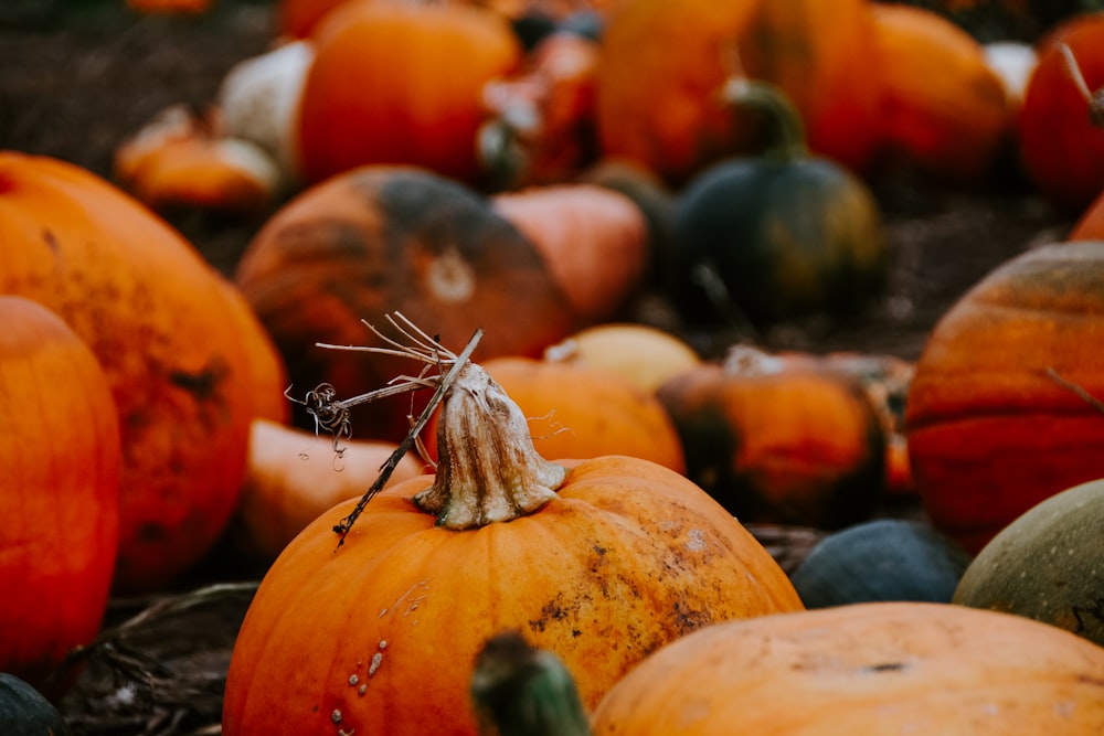 a bunch of pumpkins that are sitting in the dirt