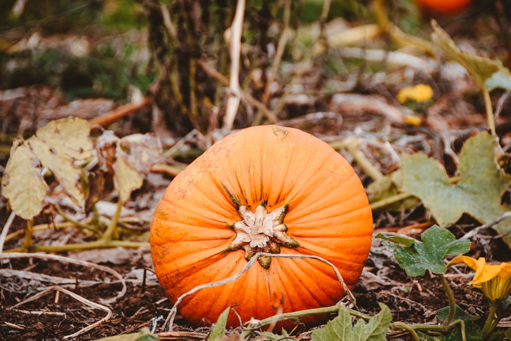 an orange pumpkin sitting in the middle of a field