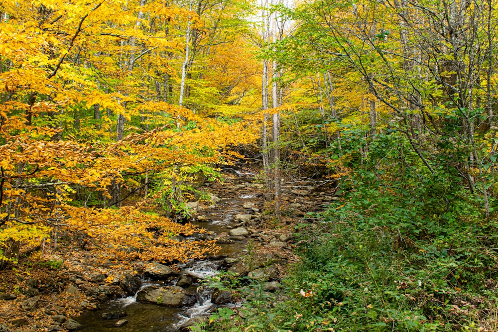 a stream running through a lush green forest