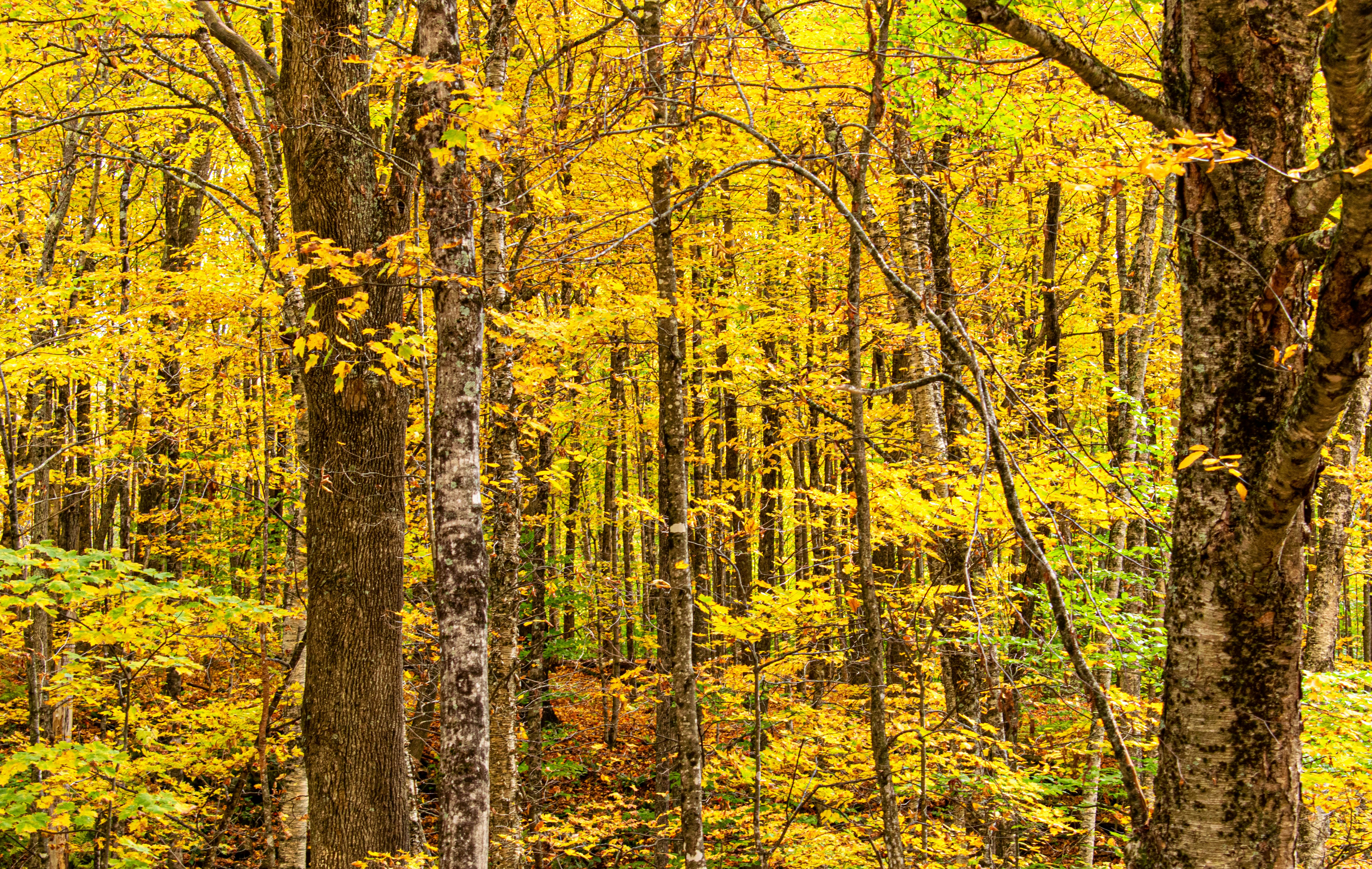 Photo by prateekpisat