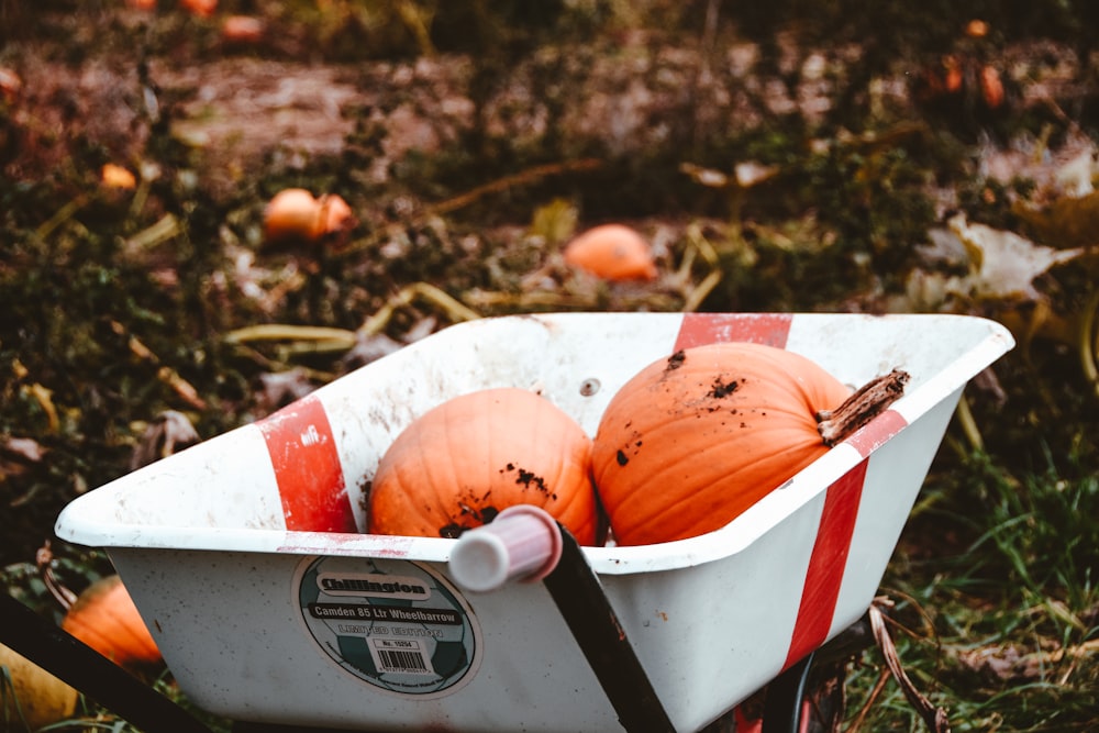a white wheelbarrow filled with orange pumpkins