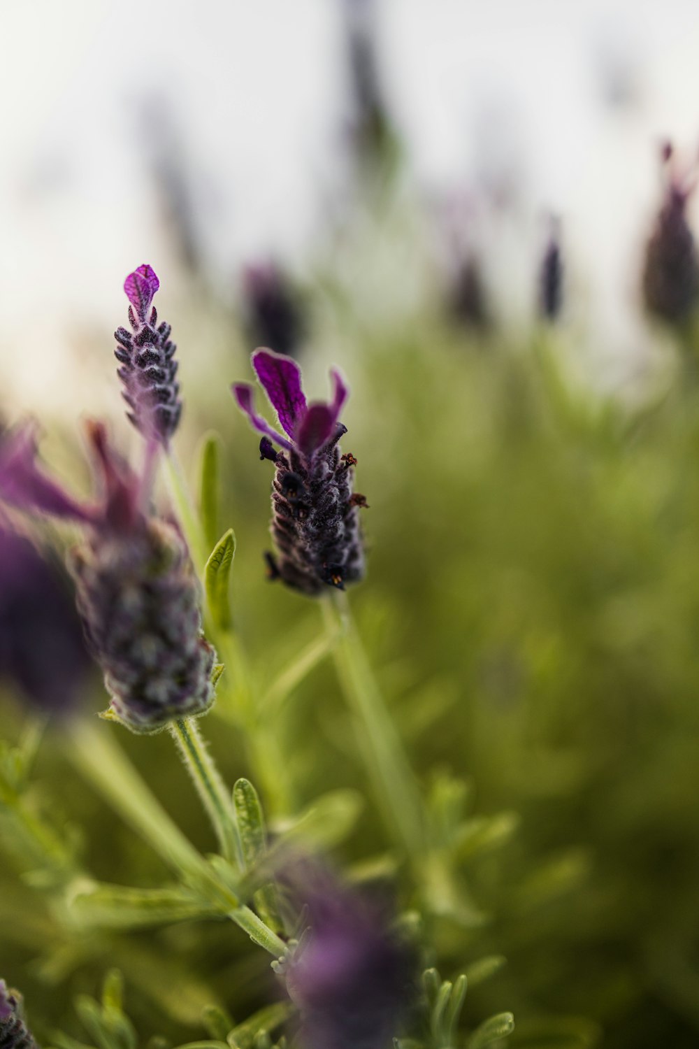 a close up of some purple flowers in a field