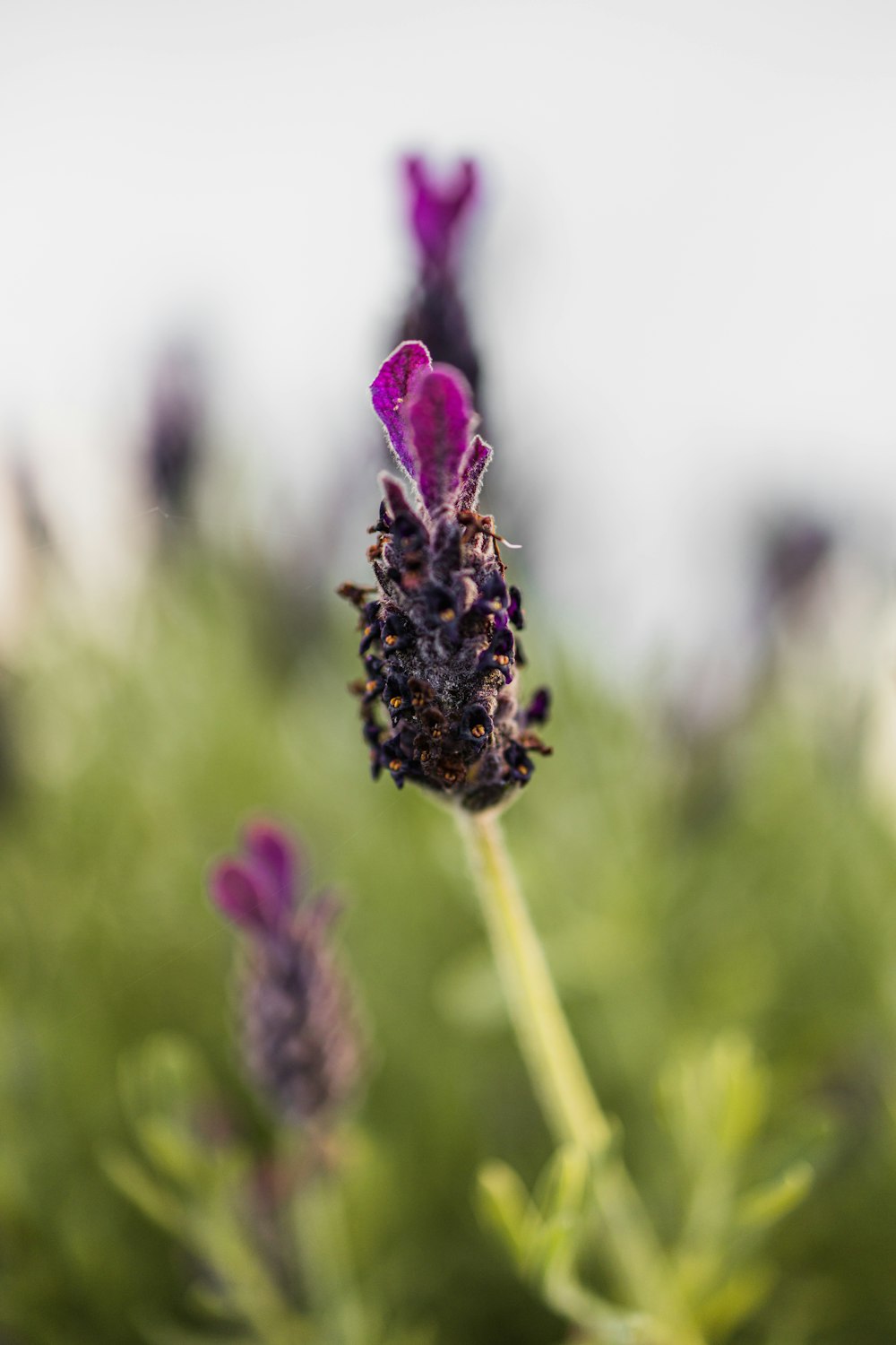 a close up of a purple flower with blurry background