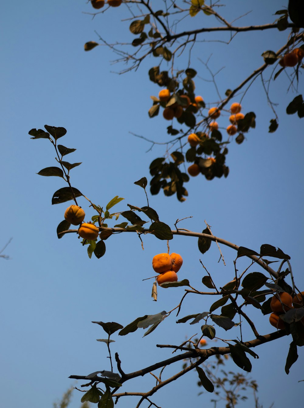 a tree with oranges hanging from it's branches