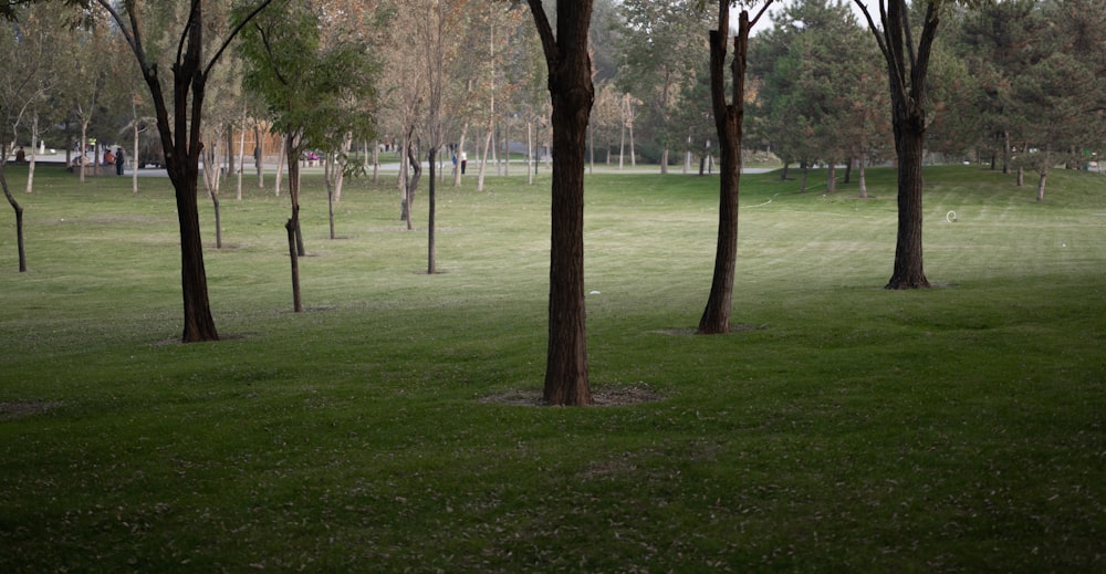 a grassy field with trees in the background