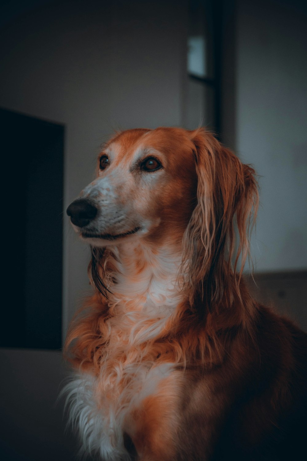 a brown and white dog sitting in a room