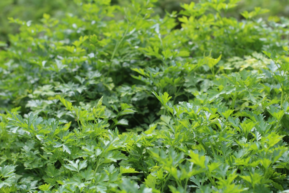 a bunch of green plants in a field