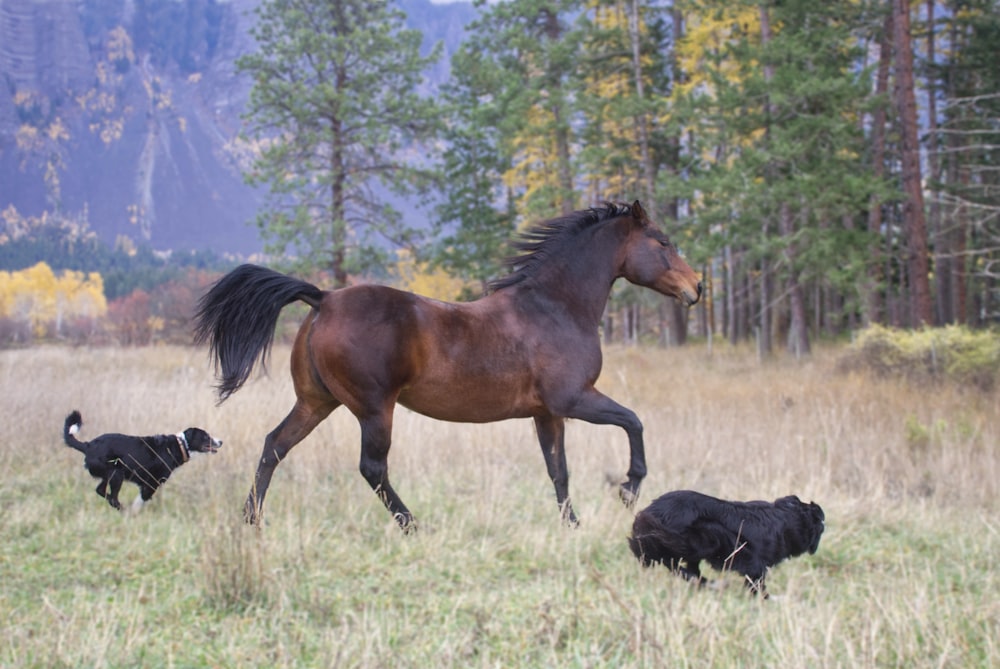 a horse and two dogs running in a field