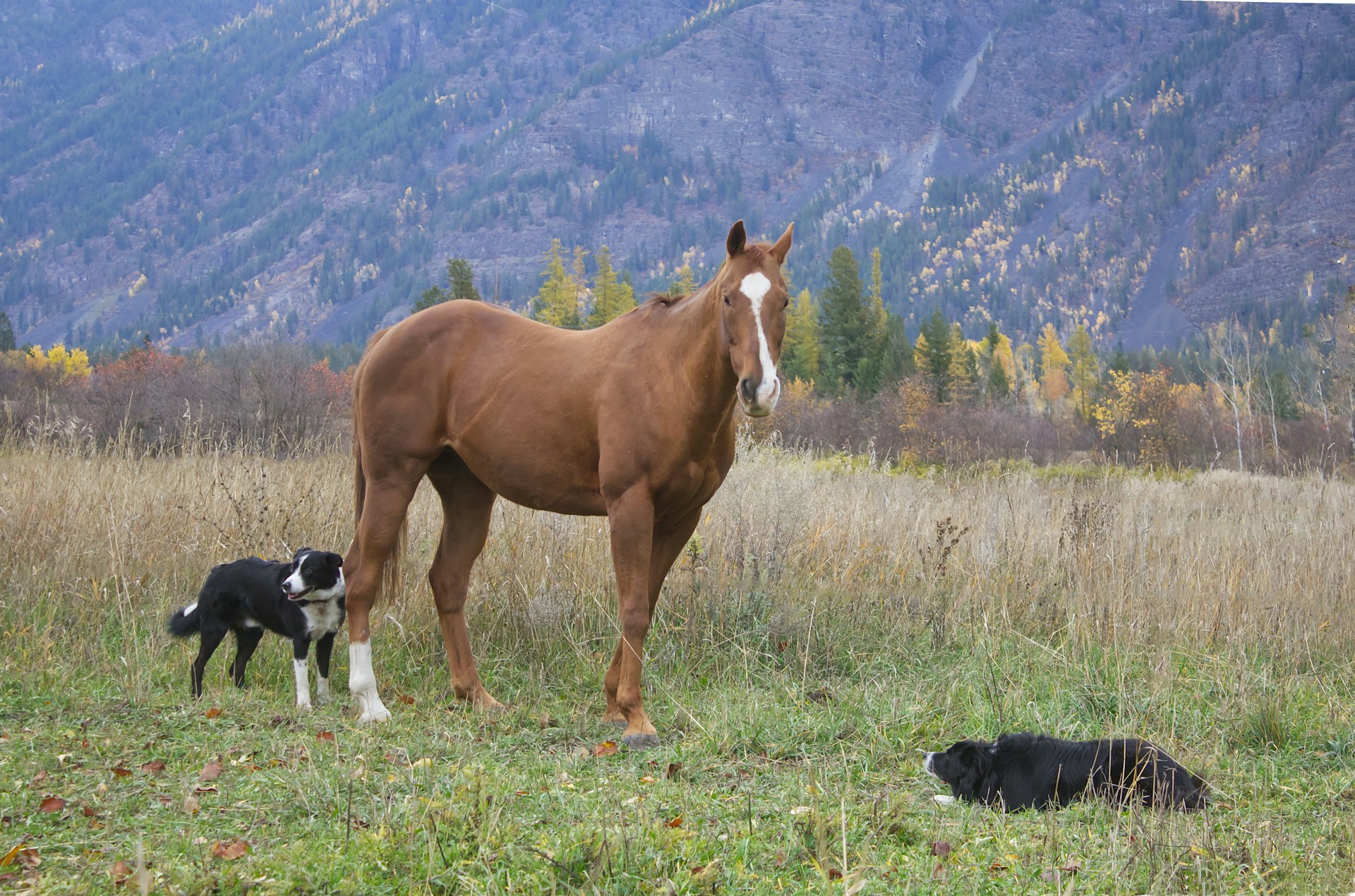 a brown horse standing next to a black dog