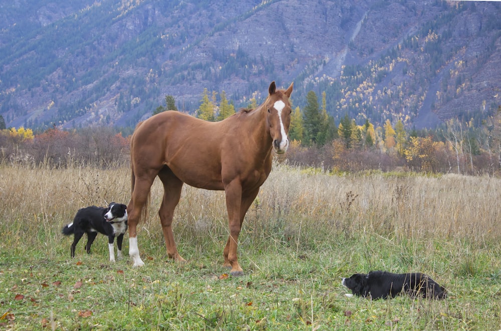 a brown horse standing next to a black dog