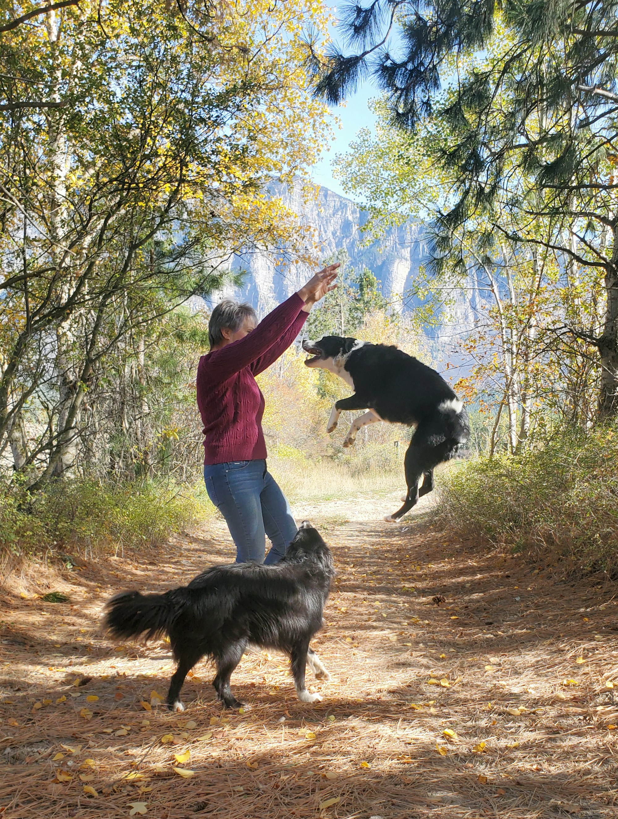 Where Are Border Collies From?