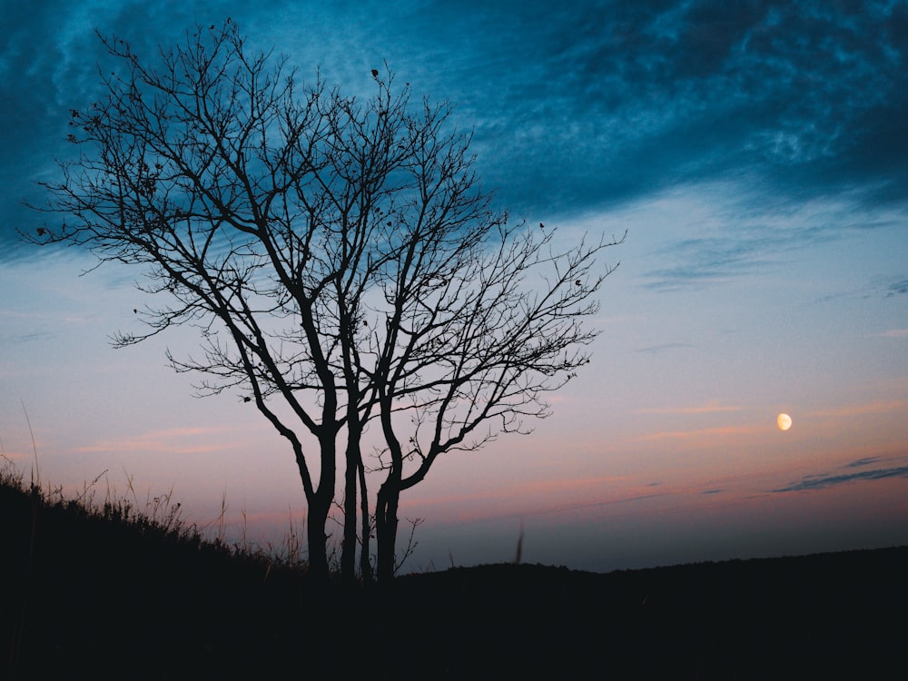 uma árvore sem folhas e uma lua cheia ao fundo