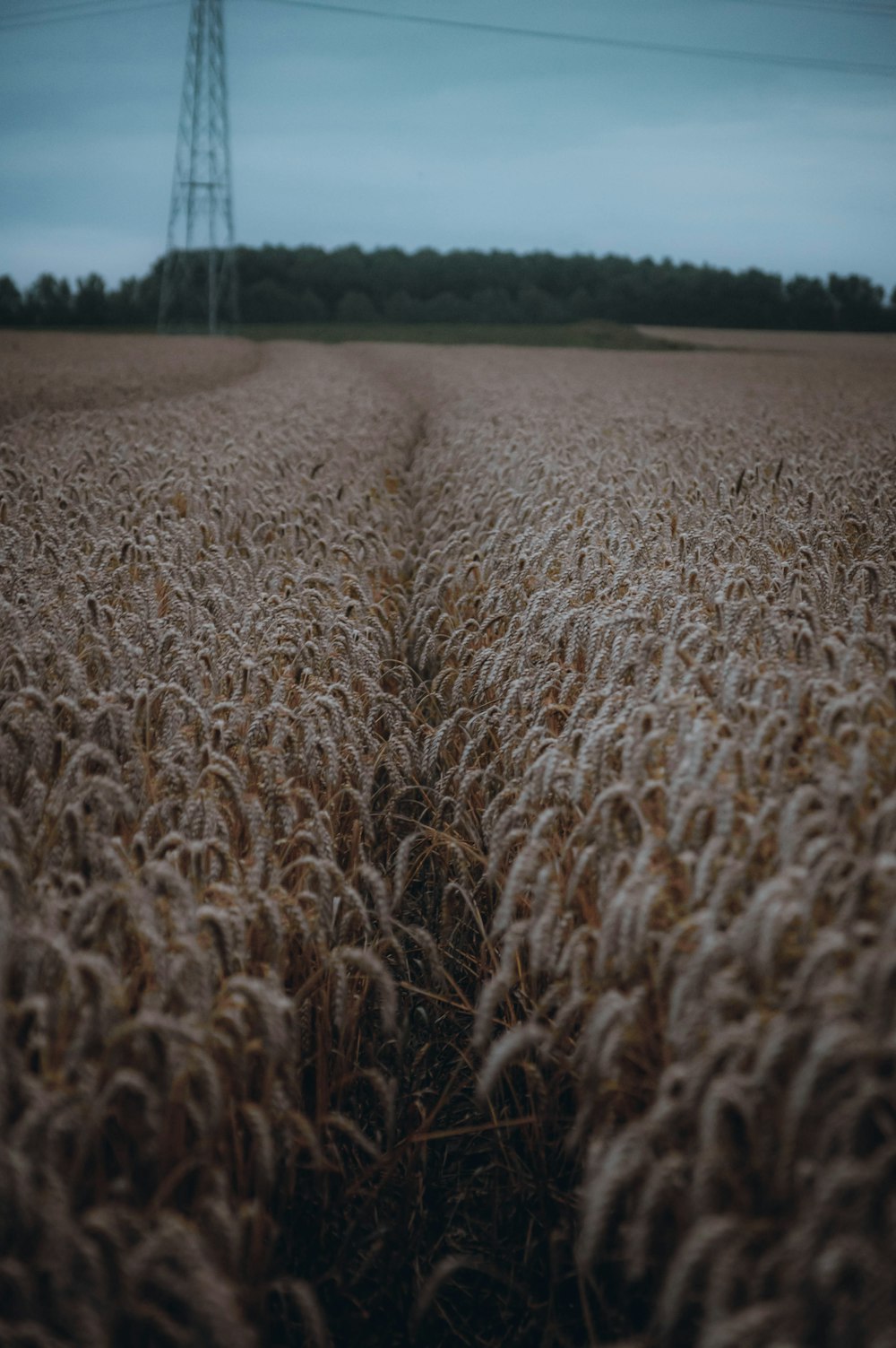 ein Weizenfeld mit einer Stromleitung im Hintergrund