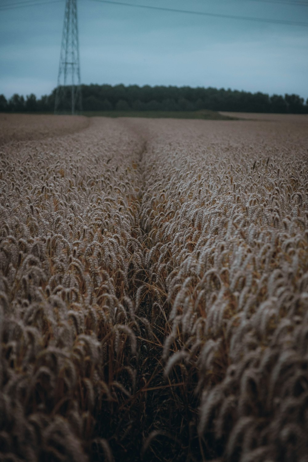 a field of wheat with a power line in the background