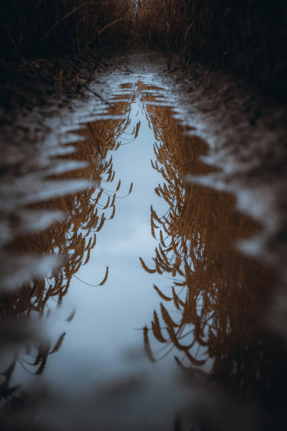 a reflection of trees in a puddle of water