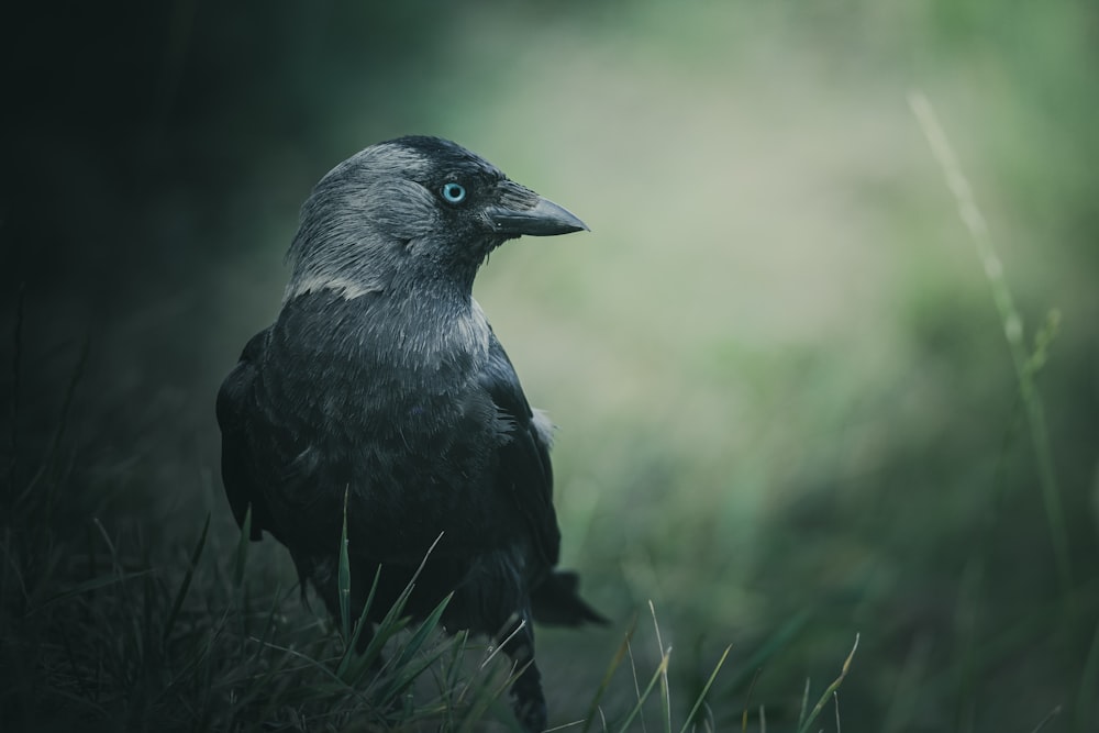 Nahaufnahme eines schwarzen Vogels auf einem Feld