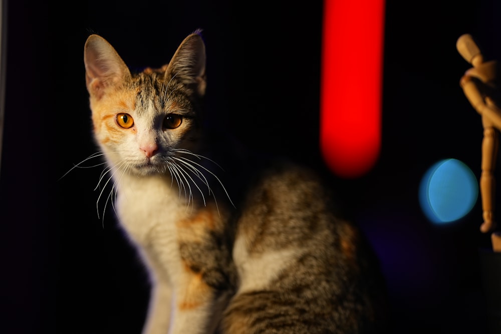 a cat sitting on a table looking at the camera