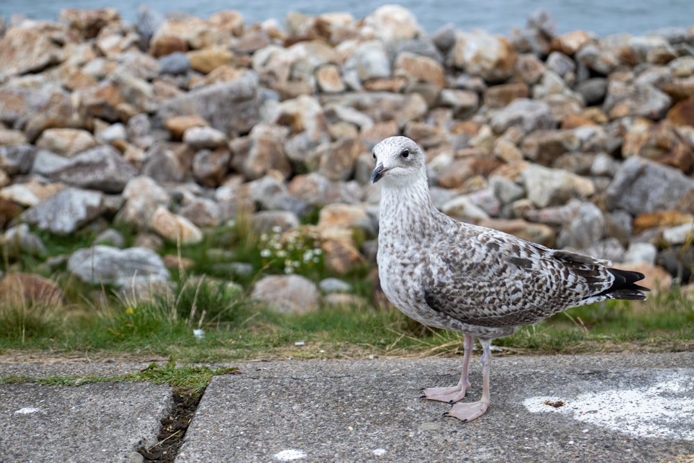 a seagull standing on a sidewalk next to a pile of rocks