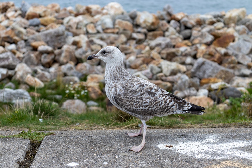 a seagull standing on a sidewalk next to a pile of rocks