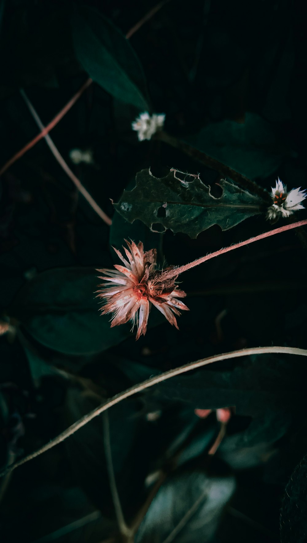 a close up of a flower on a plant