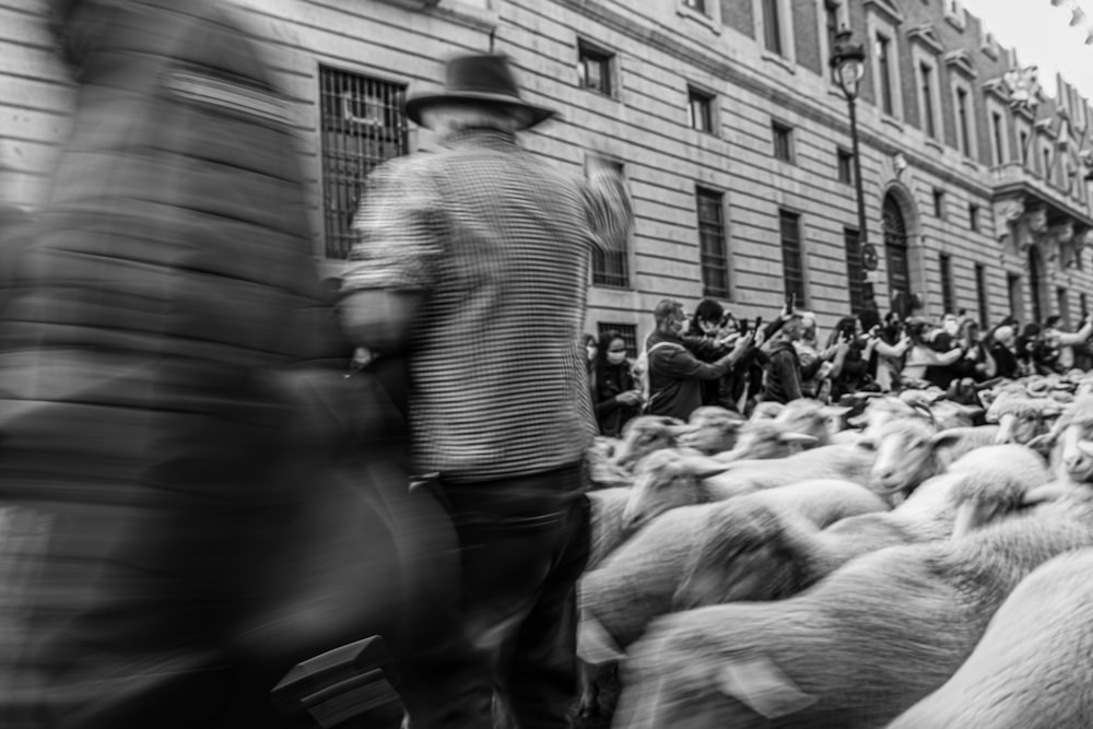 a crowd of sheep walking down a street next to a building