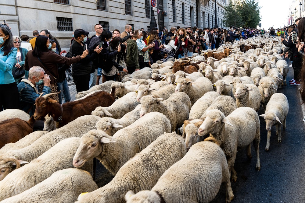 a herd of sheep walking down a street next to a crowd of people