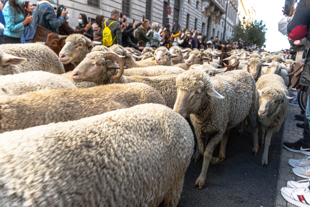 a herd of sheep walking down a street