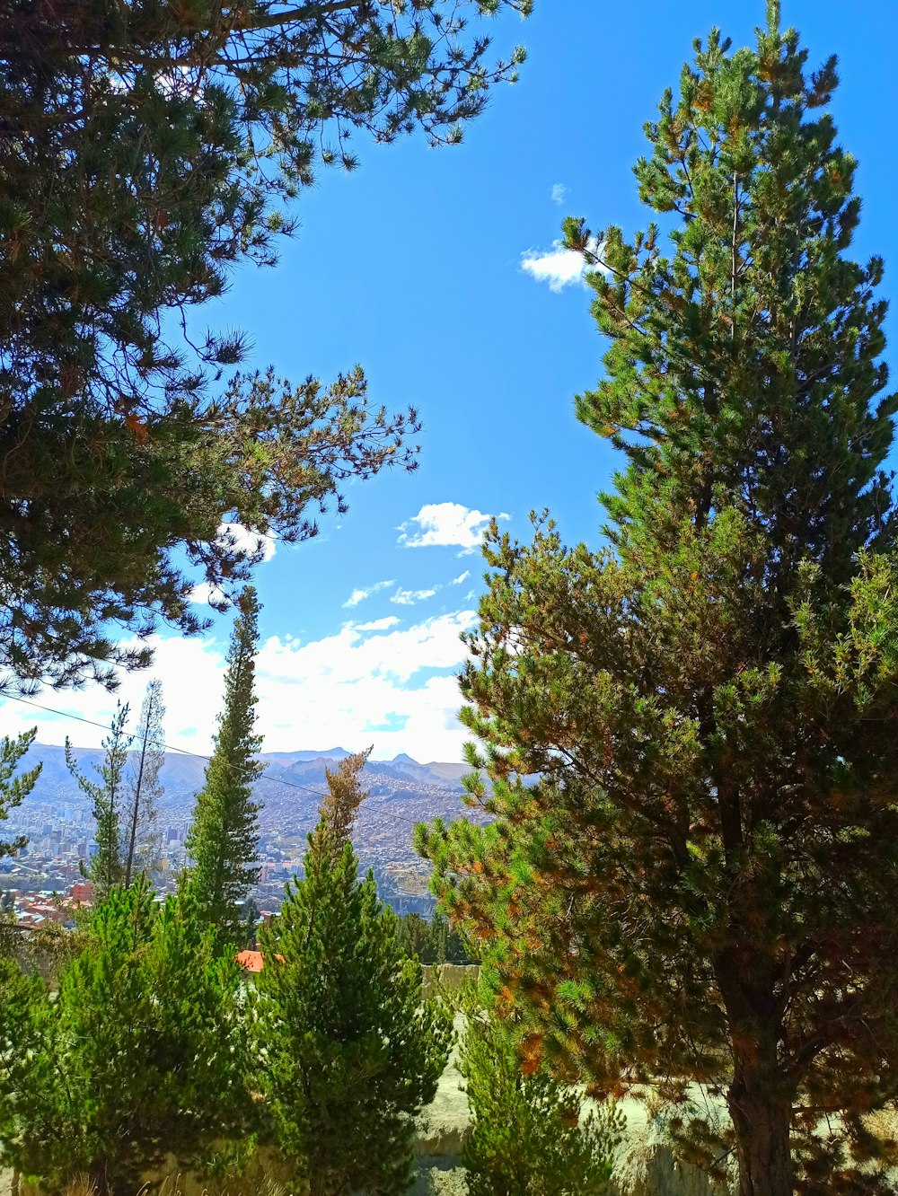 Blick auf die Berge durch einige Bäume