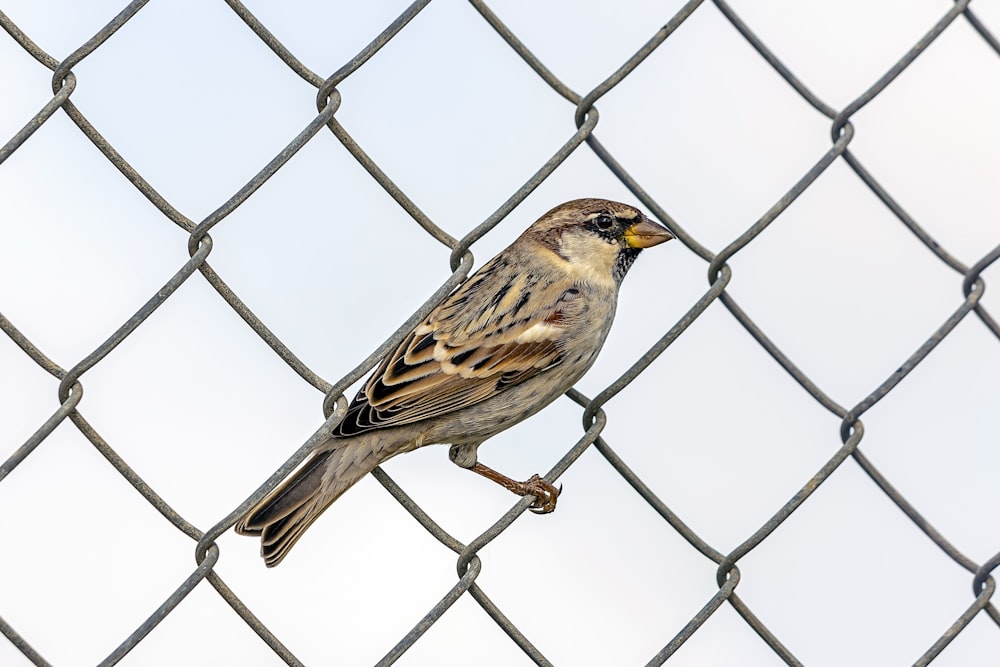 a bird perched on a chain link fence