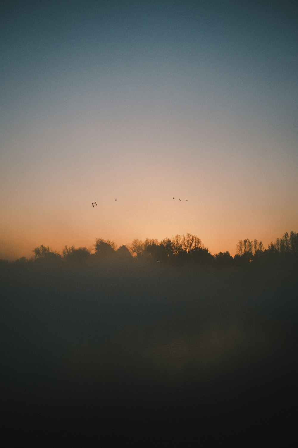 a foggy field with trees and birds flying in the distance