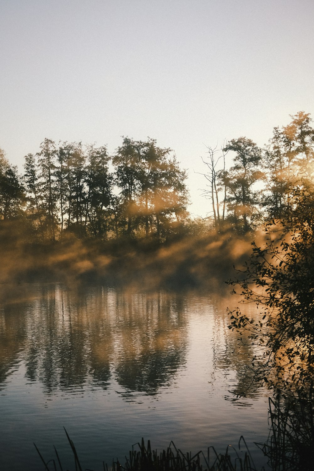 a body of water surrounded by trees and fog