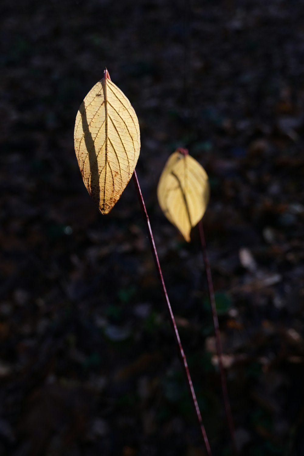 a couple of yellow leaves sitting on top of a leaf covered field
