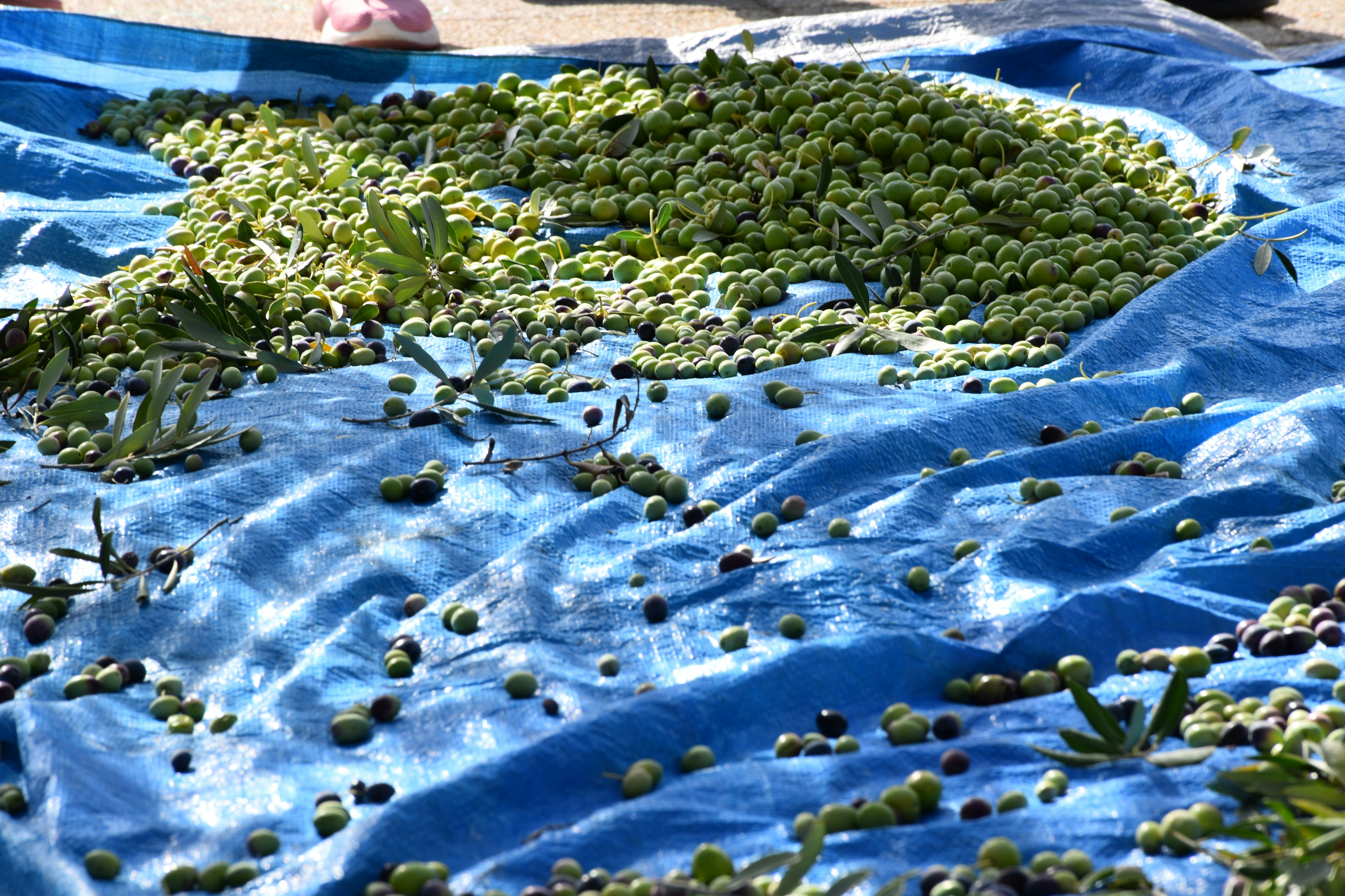a blue tarp with a bunch of olives on it