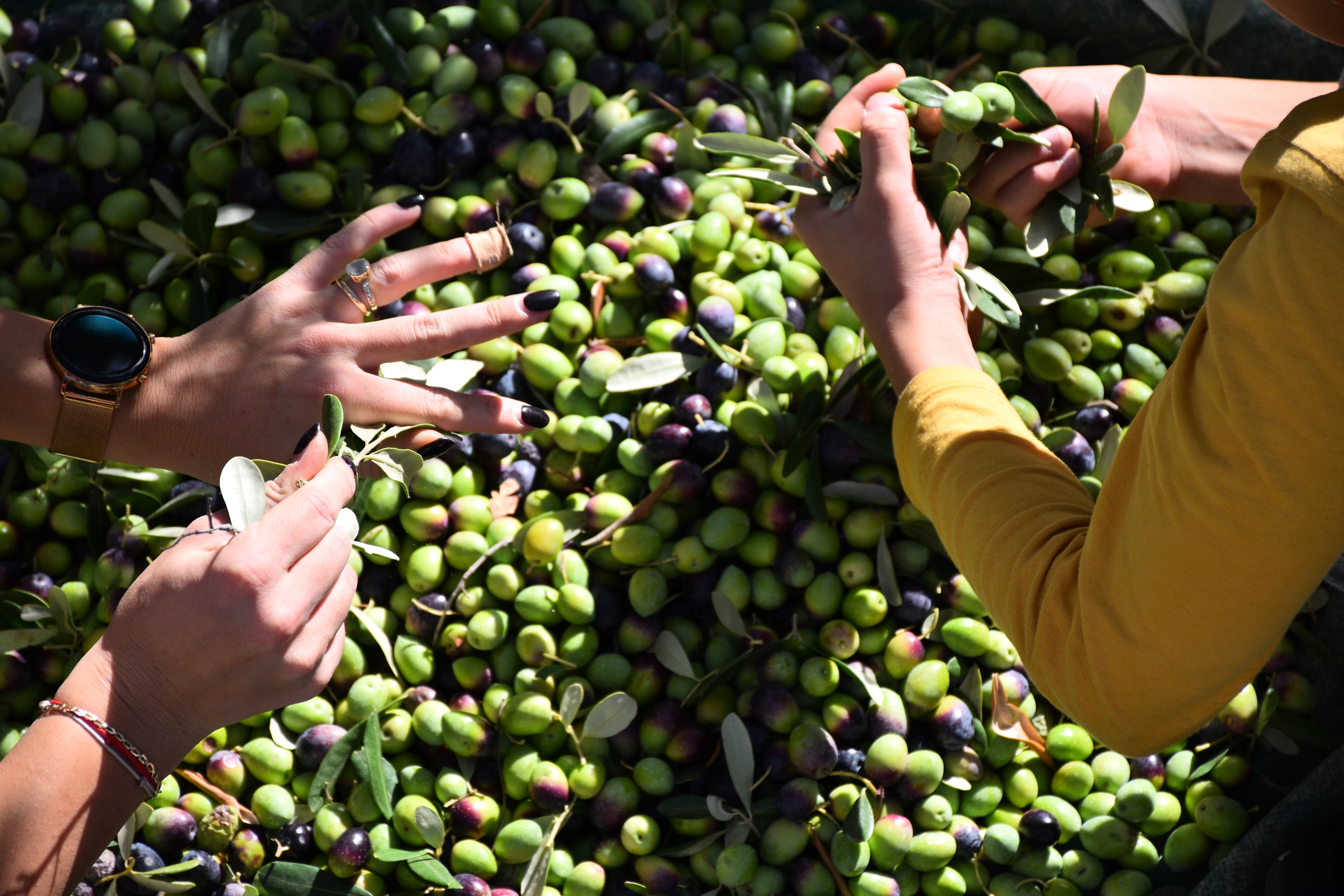 People picking olives from a tree