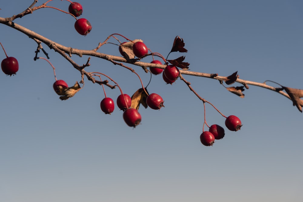 a branch with red berries on it against a blue sky
