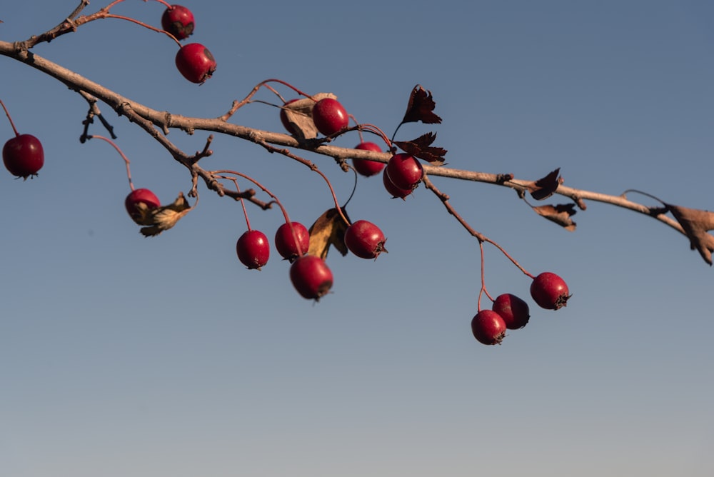 ein Zweig mit roten Beeren darauf vor blauem Himmel