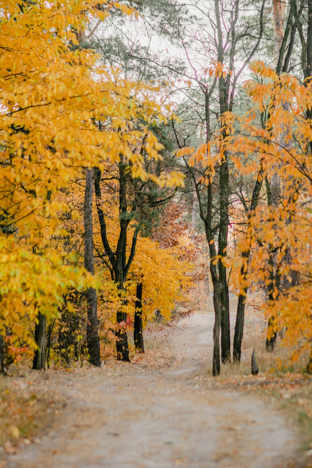 a dirt road surrounded by trees with yellow leaves