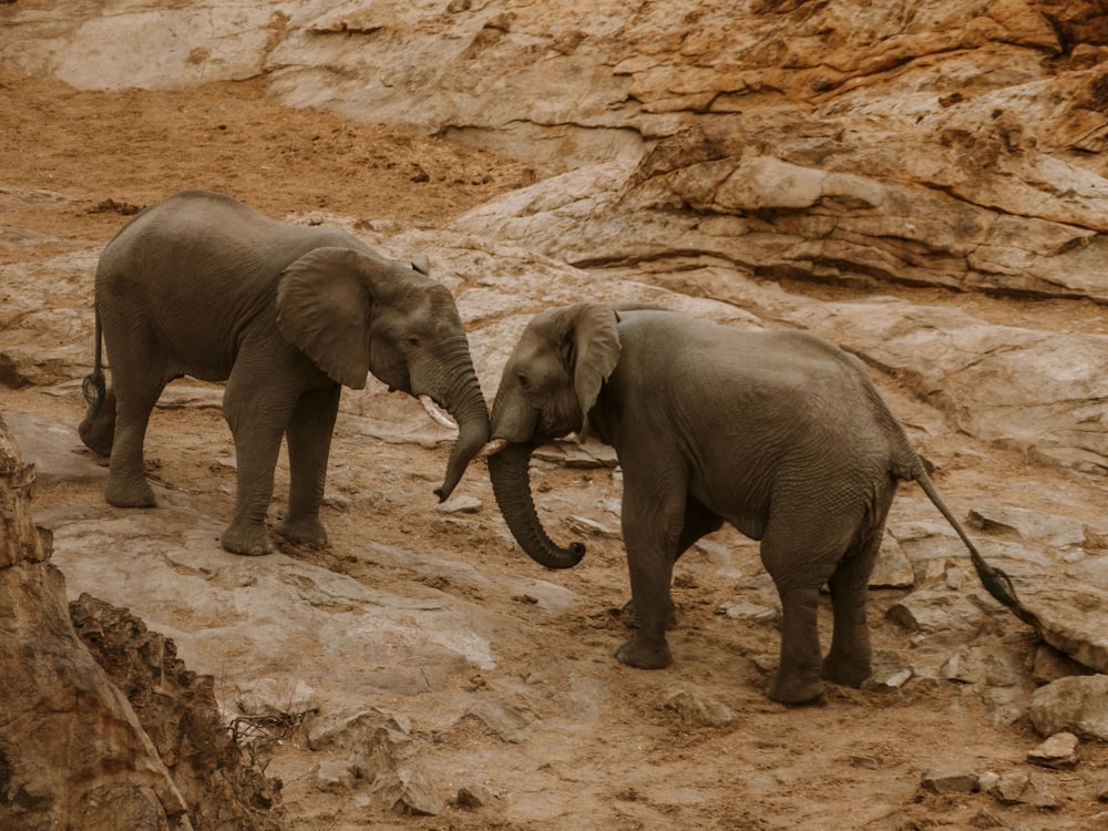 a couple of elephants standing on top of a rocky hillside