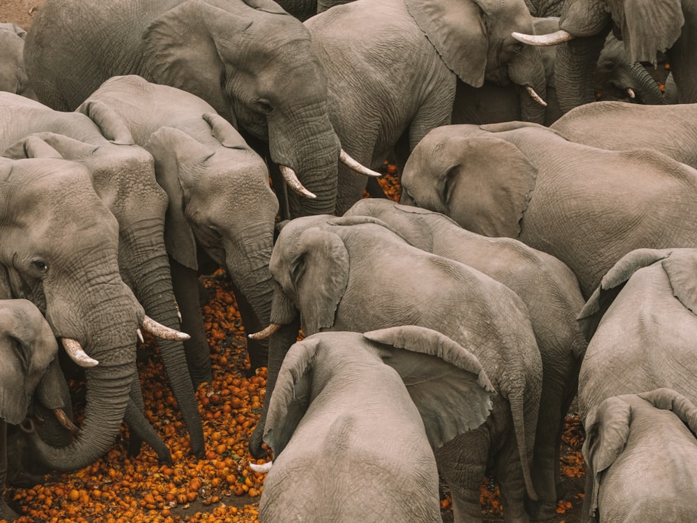 a herd of elephants standing next to each other