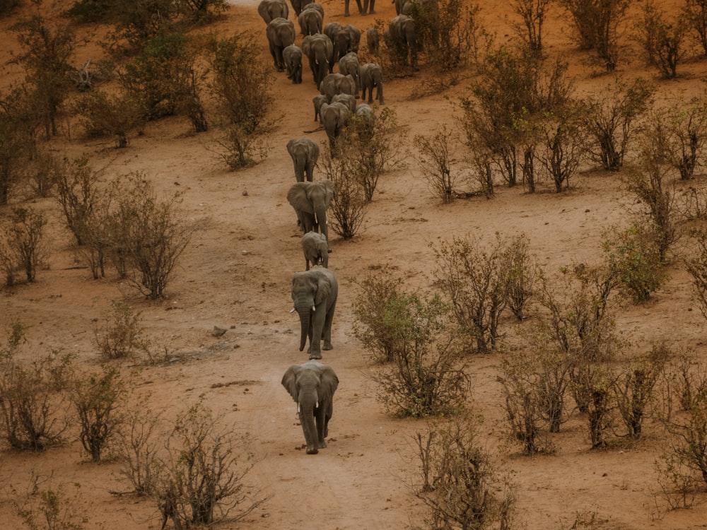 a herd of elephants walking down a dirt road