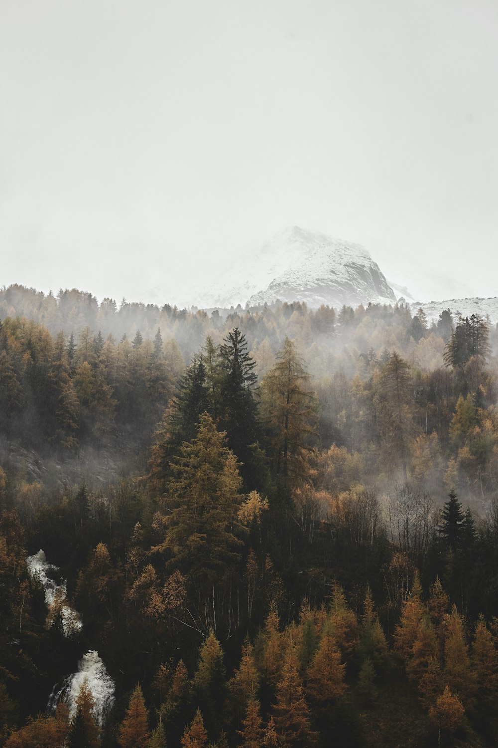 a foggy forest with a mountain in the background