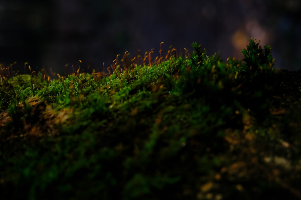 a close up of a patch of grass on a hill