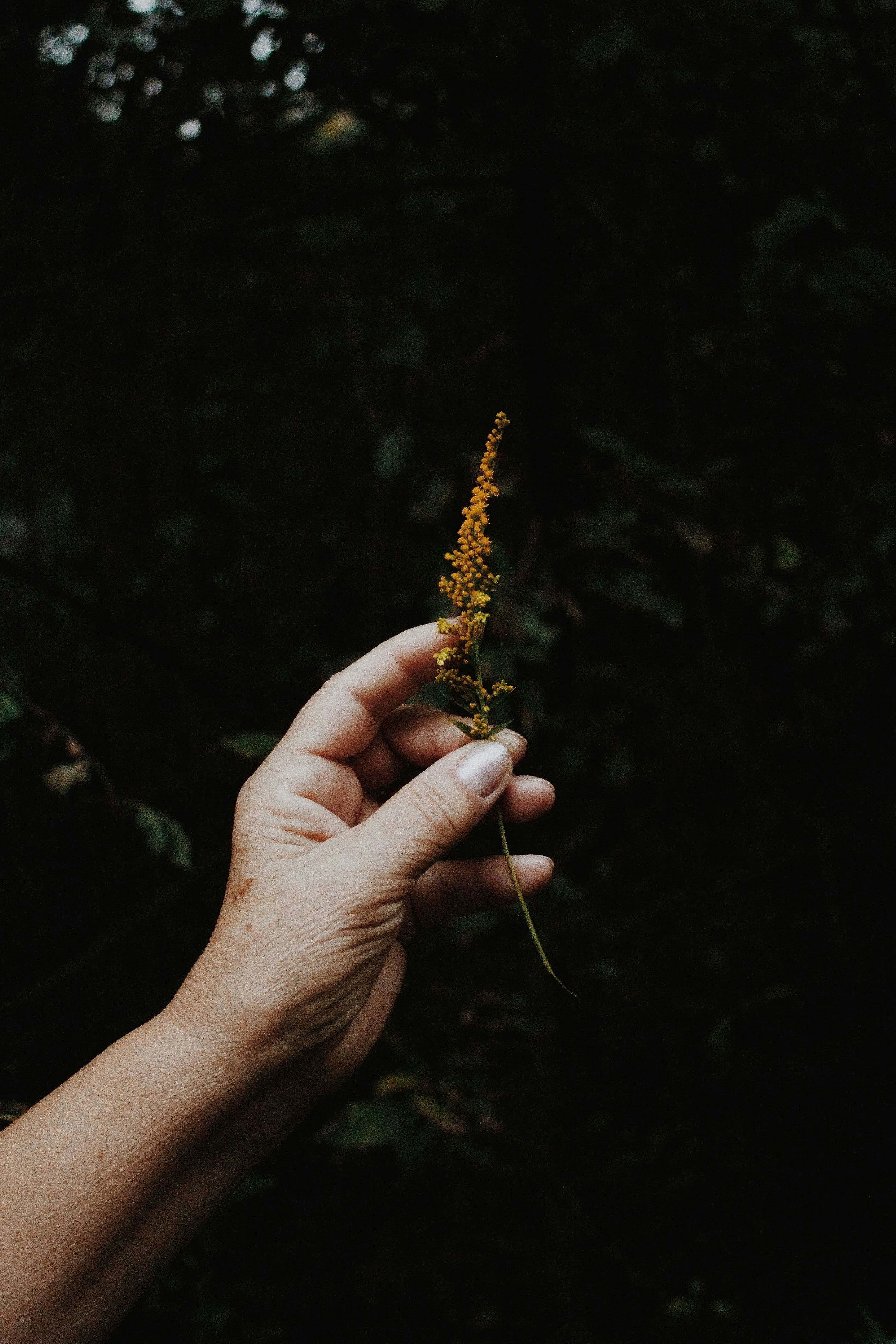 Photo by andaaa_lupulet