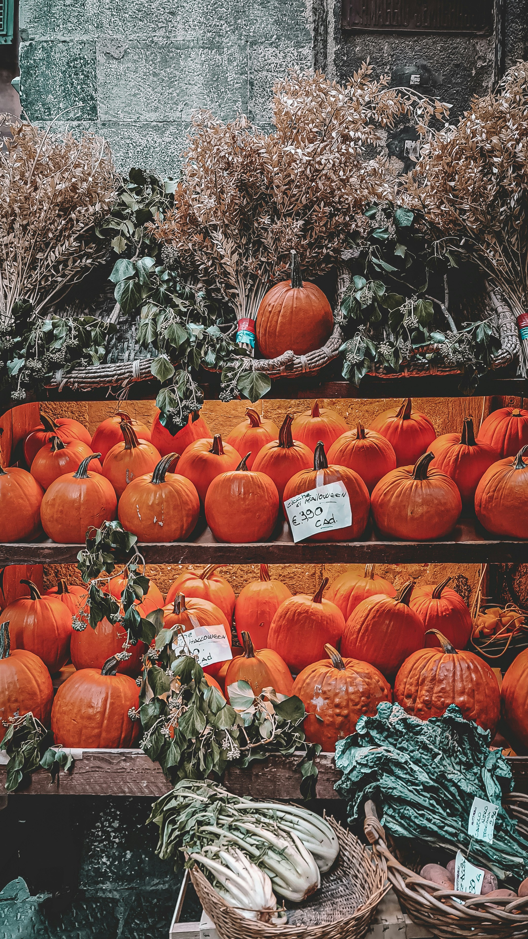 a bunch of pumpkins that are on a shelf