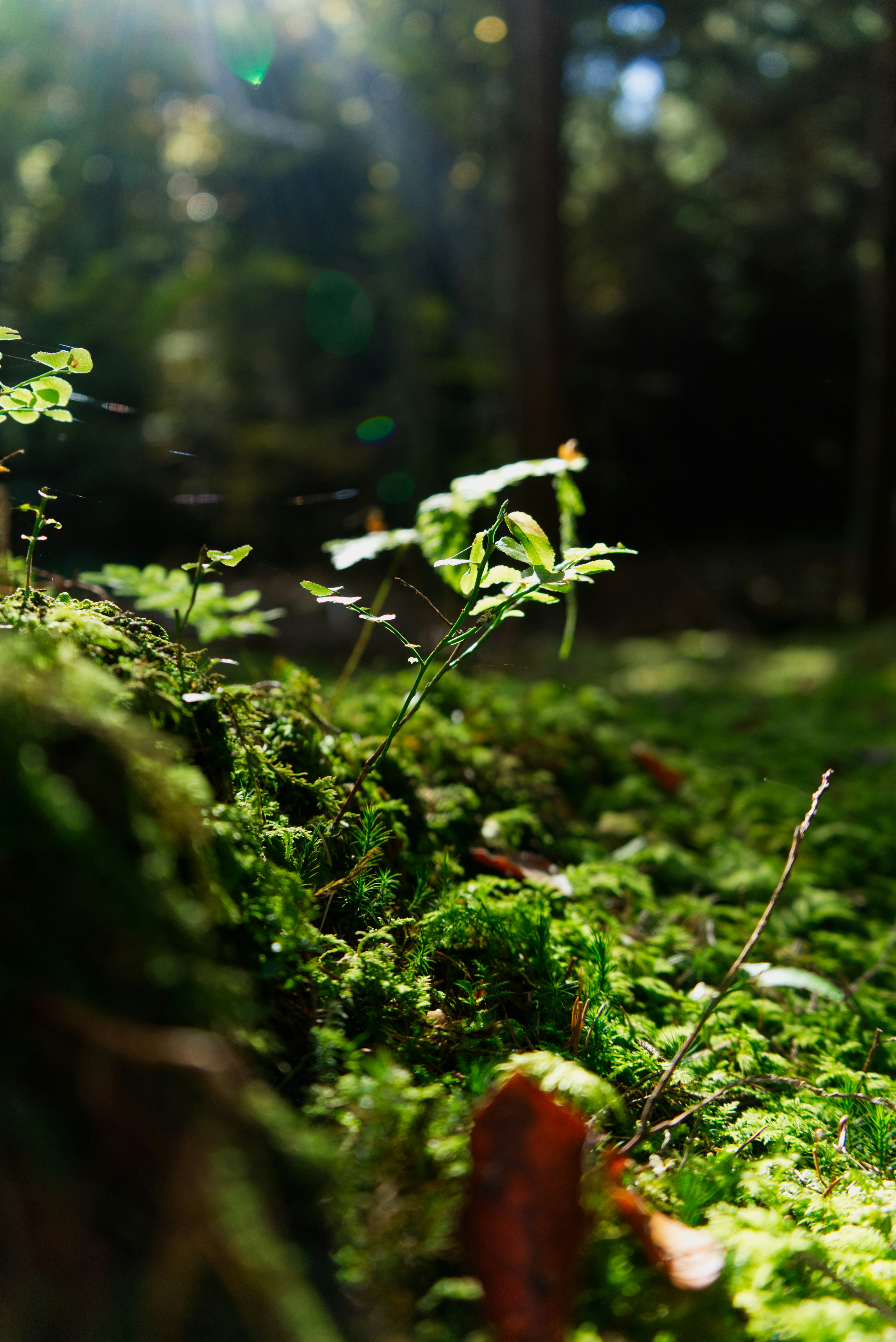 Photo by meisterschuster