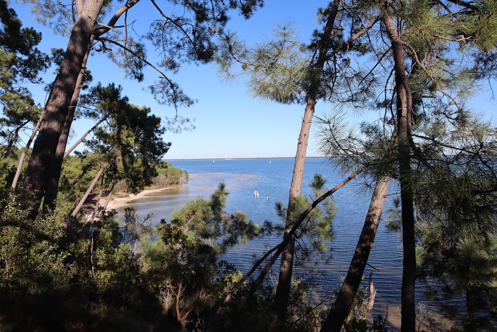 a view of a body of water through some trees