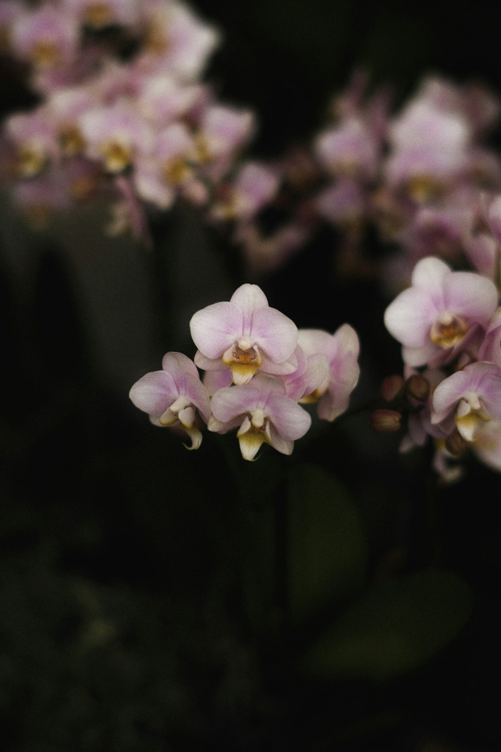 a close up of a bunch of purple flowers