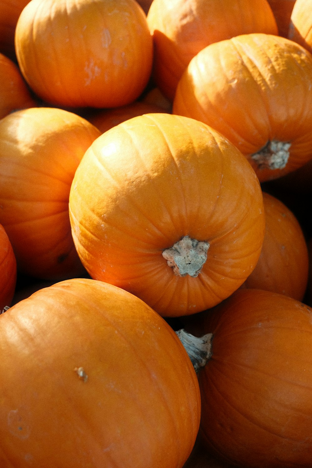 un tas de citrouilles orange assises les unes à côté des autres