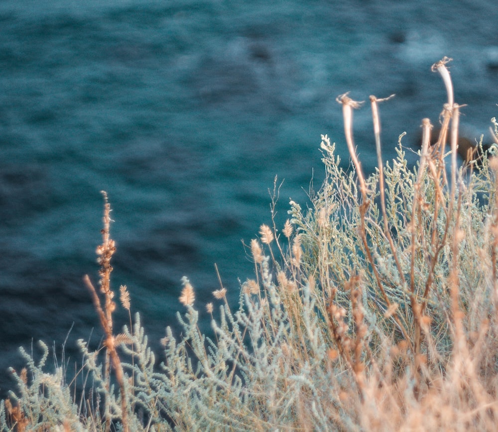 a bird sitting on top of a grass covered hillside next to the ocean