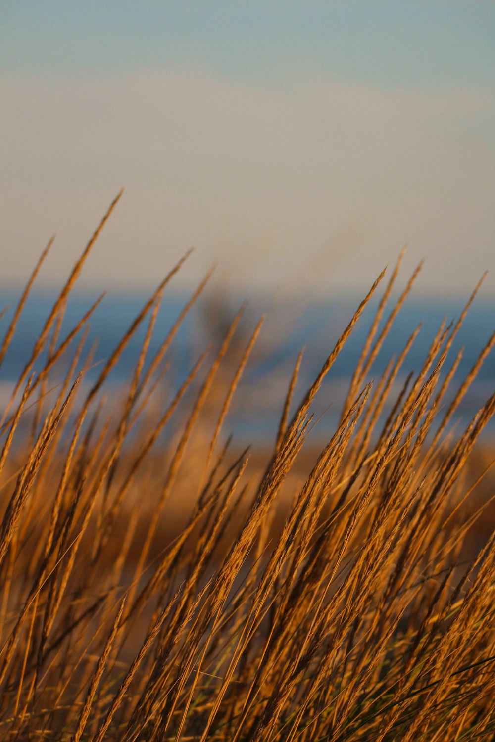 a close up of a grass with a sky in the background